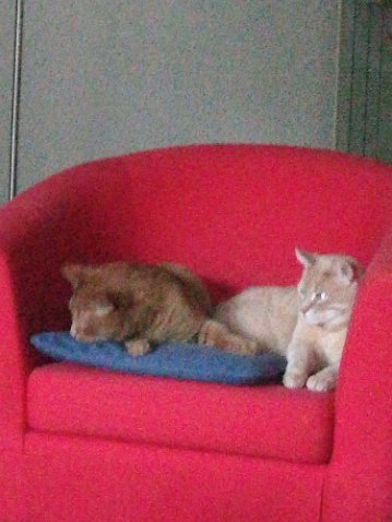 IMG_20200421_203009-1