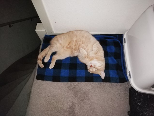 IMG_20200604_011325-1