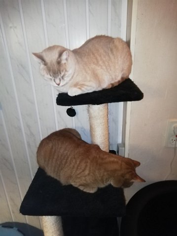 IMG_20210403_203424-2