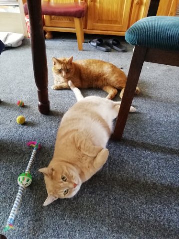 IMG_20210424_161006-2